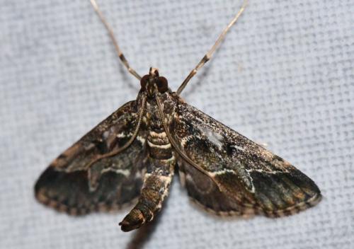 Réf. 336 384 : Duponchelia fovealis